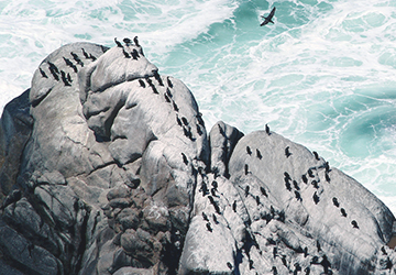 Penguins at Cape Peninsula