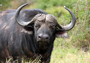 African Buffalo